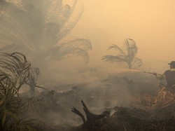 Kualitas Udara di 10 Wilayah Terdampak Asap Karhutla, Ada yang Capai Level Berbahaya
