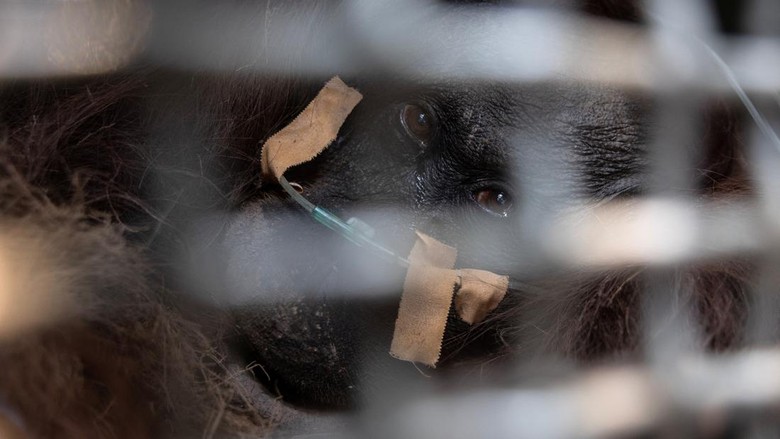 Induk-Anak Orang Utan Dievakuasi dari Karhutla di Sampit, Begini Kondisinya