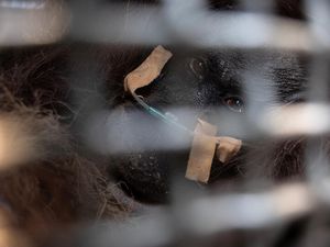 Induk-Anak Orang Utan Dievakuasi dari Karhutla di Sampit, Begini Kondisinya