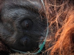 Orang Utan Sampurna Mati Imbas Karhutla, Gubes UGM Ingatkan Ancaman Punahnya Habitat