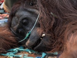 Sedih, Orangutan Pingsan Kehabisan Oksigen Akibat Terpapar Asap Karhutla