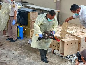 50 Ayam Impor Ilegal di Batam Tak Dilengkapi Sertifikat Kesehatan Dimusnahkan