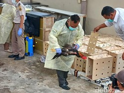50 Ayam Impor Ilegal di Batam Tak Dilengkapi Sertifikat Kesehatan Dimusnahkan