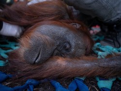 Habitat Rusak karena Karhutla, 6 Orang Utan Dievakuasi dalam 3 Pekan