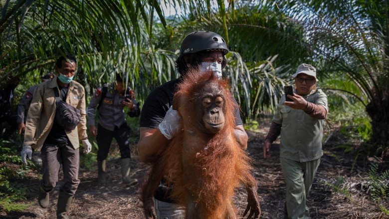 Karhutla Hancurkan Habitat, 6 Orang Utan Diselamatkan dalam 3 Pekan
