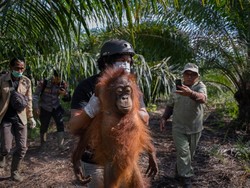 Asap Karhutla Memprihatinkan Sampai Bikin Orang Utan Pingsan