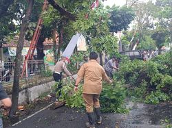 Pohon Beringin Tumbang hingga Tutup Jalan di Kota Bandung