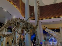 Fosil Dinosaurus Asli Setinggi 20 Meter, Ada di Tahir Solo Museum