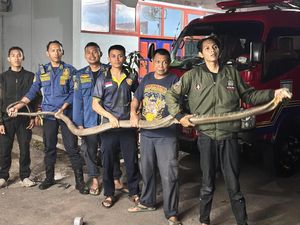 Damkar Semarang Tangkap Ular Jumbo Masuk Rumah, Dikira Piton Ternyata King Cobra