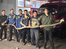 Damkar Semarang Tangkap Ular Jumbo Masuk Rumah, Dikira Piton Ternyata King Cobra