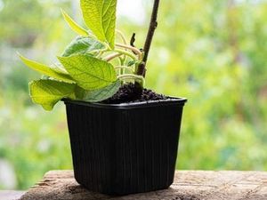 5 Buah yang Mudah Ditanam di Rumah, Cocok untuk Pemula
