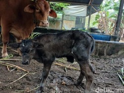 Anak Sapi Persilangan Limousin-Belgian Blue Lahir di Kobar, Dinamai Nyuntik