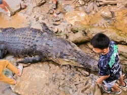 Viral Buaya 5 Meter Terlilit Pukat di Bulungan, Akhirnya Dipotong-Dikubur Warga