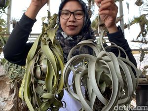 Dibudidayakan di Batu, Tillandsia Tanpa Tanah Bisa Bernilai Jutaan Rupiah
