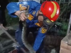 Ular Sanca Muncul di Plafon Rumah Saat Dini Hari, Warga Bogor Panggil Damkar