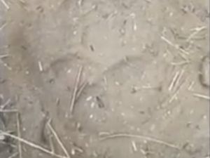 Jejak Macan Tutul Ditemukan di Tengah Karhutla Bromo-Semeru