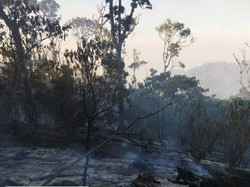 185 Pendaki Terjebak Karhutla di Gunung Buthak, BPBD Jatim: Baik-baik Saja