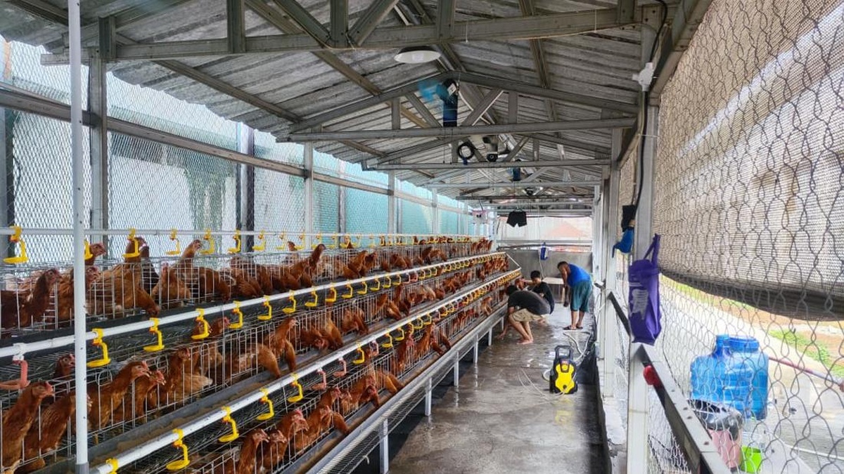 Napi Rutan Cipinang Dilatih Beternak Ayam Petelur untuk Bekal Bebas