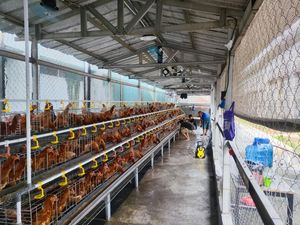 Napi Rutan Cipinang Dilatih Beternak Ayam Petelur: Beri Pakan hingga Panen