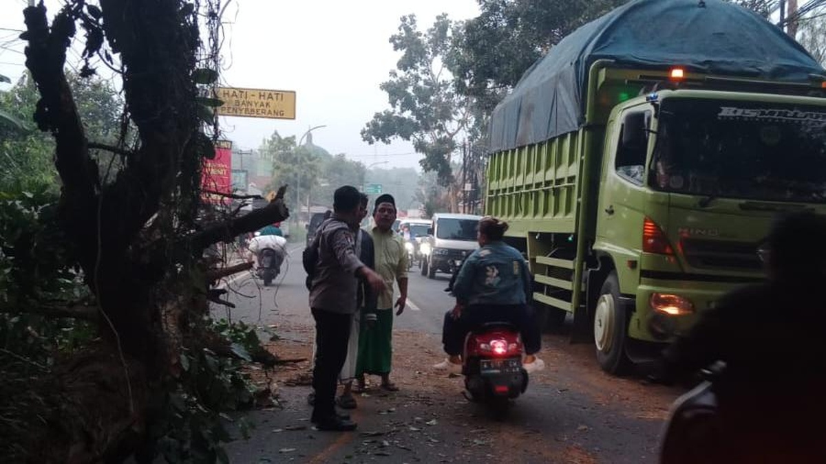 Pemotor Tewas Tertimpa Pohon Tumbang di Serang Saat Pulang Kerja