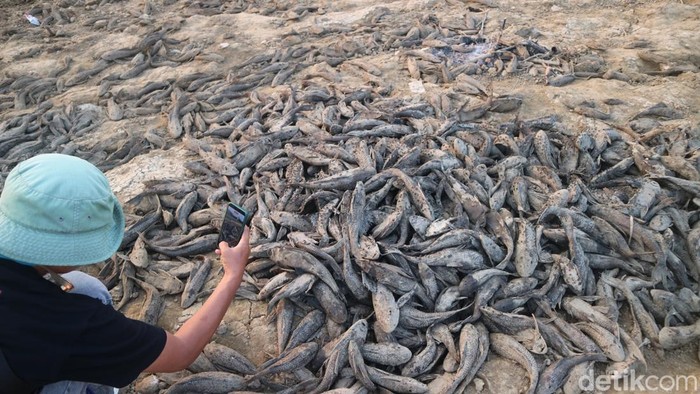 Bendung Karet Sungai Juana Pati Asat, Jutaan Ikan Terdampar