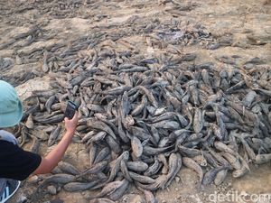 Bendung Karet Sungai Juana Pati Asat Bikin Ribuan Ikan Terdampar