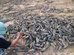Bendung Karet Sungai Juana Pati Asat Bikin Ribuan Ikan Terdampar