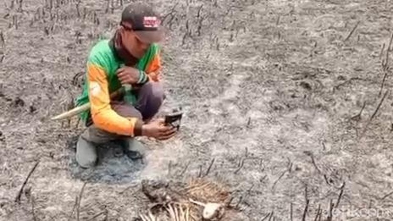 Video: Sejumlah Satwa Jadi Korban Kebakaran Taman Nasional Bromo