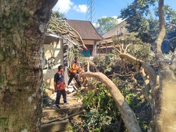 Pohon Leci Besar Tumbang Timpa Gudang SMPN 2 Baturiti Tabanan