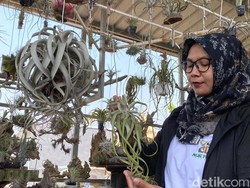 Tillandsia, Tanaman Hias Hidup dari Udara-Harganya Tembus Rp 8 Juta
