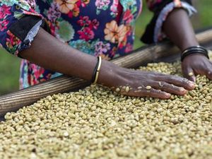 5 Negara Penghasil Biji Kopi Berkualitas di Dunia, Ada Indonesia?