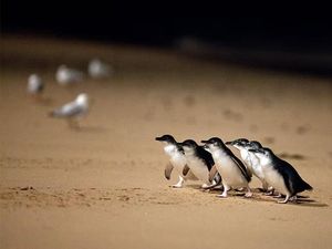 Australia Suntik Vaksin ke Ribuan Penguin untuk Lindungi dari Flu Burung