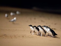 Australia Suntik Vaksin ke Ribuan Penguin untuk Lindungi dari Flu Burung