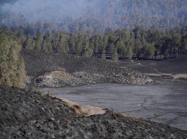 590 Hektare Kawasan TNBTS Terdampak Kebakaran, Vegetasi Menghitam