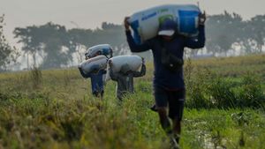 Daya Tukar Petani Banten Meningkat, NTP Naik 1,05 Persen