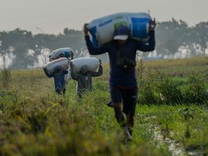 Daya Tukar Petani Banten Meningkat, NTP Naik 1,05 Persen