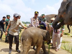 Pemprov Lampung Dorong Cara Baru Atasi Konflik Gajah di Way Kambas