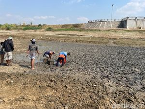 Potret Hamparan Ikan Menumpuk di Dasar Sungai Juana Pati yang Mengering