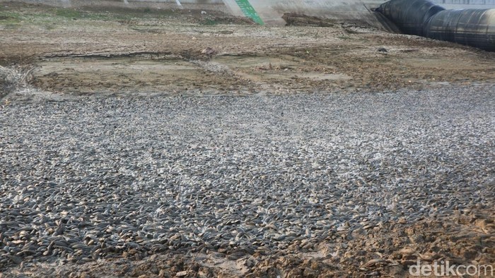 Pakar Minta Ribuan Ikan Sapu-sapu di Sungai Juana Pati Segera Dimusnahkan