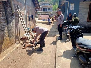 7 Kambing di Gunungkidul Mati Diduga Dimangsa Gerombolan Hewan Misterius