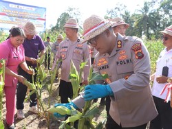 Tiga Ton Jagung di Tampaksiring Dipanen, Hasilnya untuk Warga
