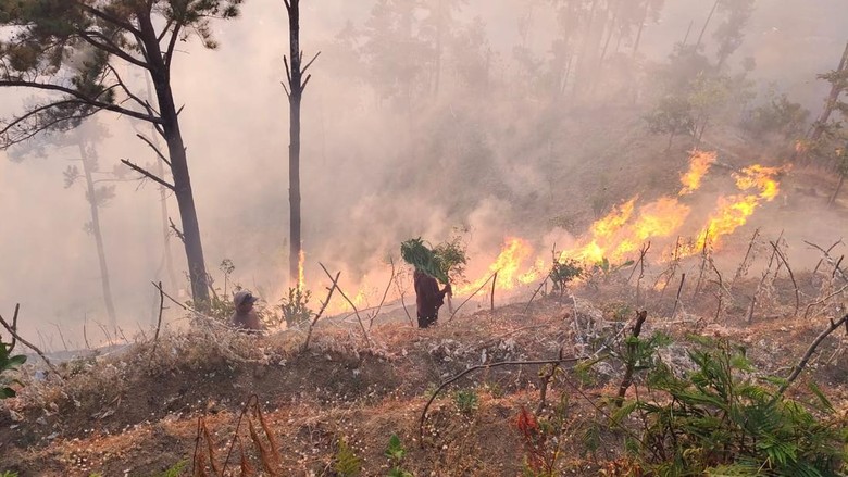 10 Hektare Hutan Perhutani di Bungkal Ponorogo Hangus Terbakar