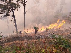 10 Hektare Hutan Perhutani di Bungkal Ponorogo Hangus Terbakar