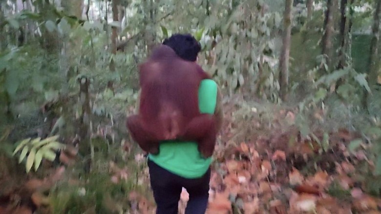 Video: Karhutla Meluas, 11 Orangutan Dievakuasi dari Sekolah Hutan di Kaltim