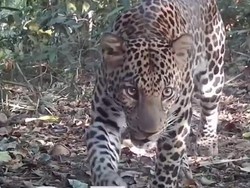 Macan Tutul dan Macan Kumbang Terekam Kamera di Hutan Pekalongan