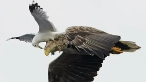 Kelakuan Kocak Hewan Bikin Ngakak, Bisa Menang Penghargaan Komedi