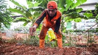 Kolong Tol Becakayu Disulap Jadi Lahan Pertanian