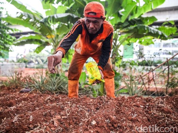 Kolong Tol Becakayu Disulap Jadi Lahan Pertanian