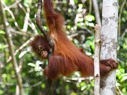 Apa Itu Adopsi Orang Utan? Simak Cara dan Aneka Programnya