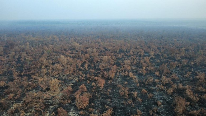 Empat Hari Nihil Titik Api, Karhutla di Kerumutan Riau Makin Terkendali